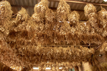Garlic hanging in a French barn
