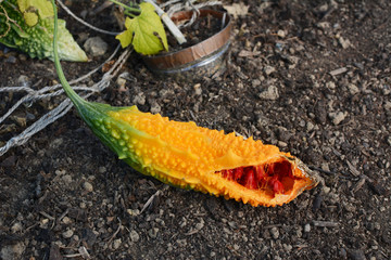 Ripe orange bitter melon, split to reveal red seeds