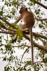 monkey in tree