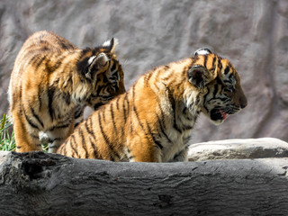 Two tiger cubs watching their world