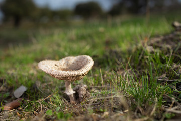 Mushroom photographed in a meadow.