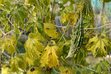 Green bitter gourd with deep ridges on a yellowing vine
