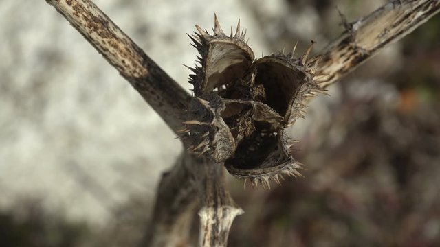 Datura herb seed box top view. Genus of nine species of poisonous Vespertine flowering plants belonging to family Solanaceae. Macro view devil's trumpets