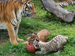 A tiger mother with her cubs in captivity