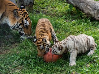 A tiger mother with her cubs in captivity