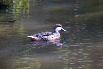 Obraz premium White-Cheeked Pintail. (Pato Gargantillo) Latin Name Anas Bahamensis. R. Valparaiso. Chile