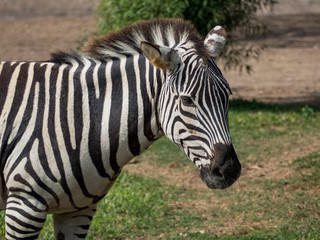 A portrait of a zebra in captivity