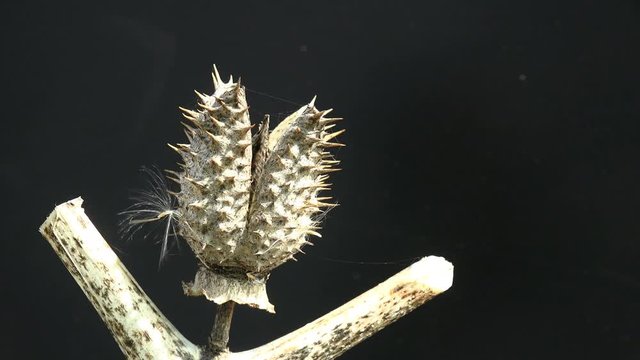 Datura herb seed box on black background. Genus of nine species of poisonous Vespertine flowering plants belonging to family Solanaceae. Macro view devil's trumpets