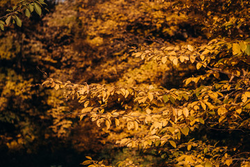 season fallen autumn yellow leaves trees forest
