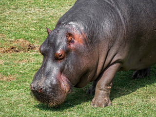 Hippo on gras in zoo