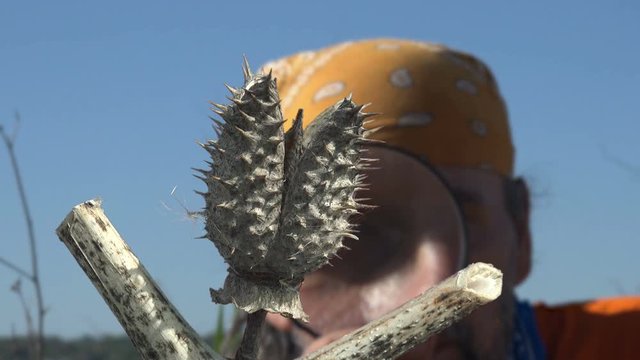 Male entomologist examines magnifier Datura herb seed box. Genus of nine species of poisonous Vespertine flowering plants belonging to family Solanaceae. Macro view devil's trumpets