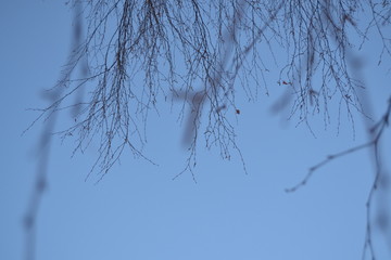 birch branches