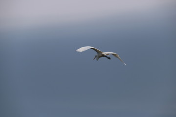 Fototapeta na wymiar Big White Egret Flying