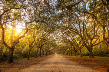 A stunning, long path lined with ancient live oak trees draped in spanish moss in the warm, late afternoon near Savannah, Georgia... - obrazy, fototapety, plakaty
