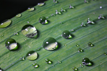 rain and dew drops on leaves and flowers close-up macro, rainy weather, weather forecast, rain forecast
