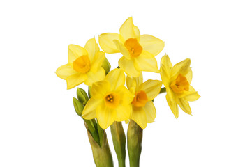 Five narcissus flowers