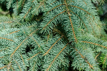 Naklejka na ściany i meble Fir tree, close up. Branch of spruce, forest landscape. Christmas theme, natural texture. Selective focus