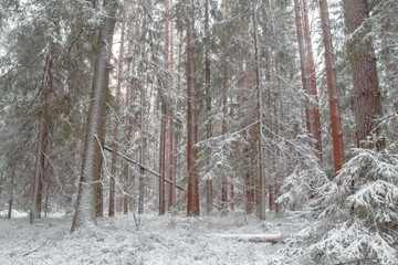 first snow in a pine forest