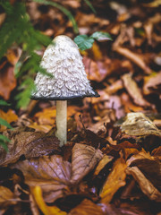 Pilz Portrait