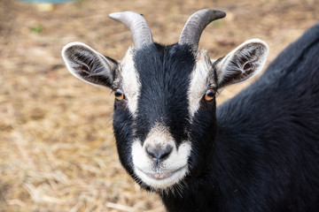 Curious Horned billy goat looking into the camera