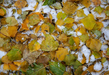 Fallen yellow leaves lie on the ground and are covered with the first snow.
