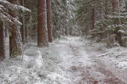 first snow in a pine forest