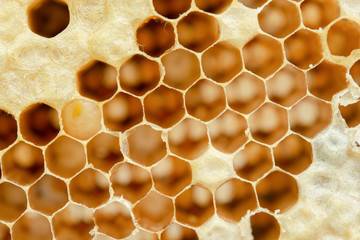 Macro of honeycomb, Background hexagon texture,