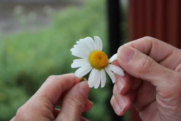 Hand pulling petals away from a daisies.