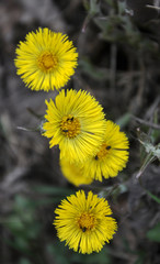 In nature, bloom early spring plant foalfoot (Tussilago farfara)