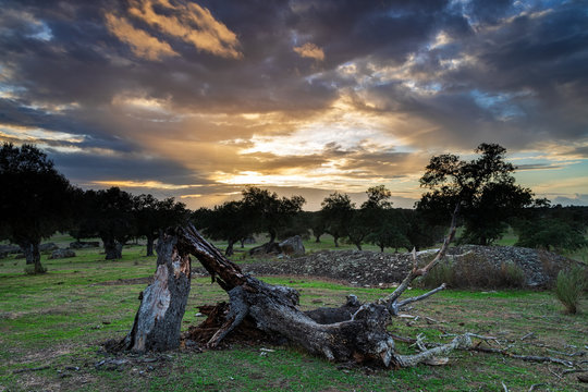 Sunset landscape in the dehesa de Arroyo de Luz. Extremadura. Spain.