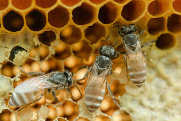 Macro of working bees on honeycomb, Background hexagon texture,