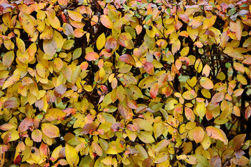 trimmed shrub-autumn background