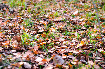 autumn colorful leaves on green grass. closeup image