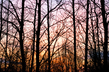 Tree silhouette on sunset sky background