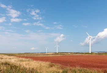 風力発電と珊瑚草