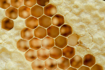 Macro of honeycomb, Background hexagon texture,