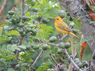 robin in tree
