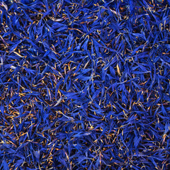 Natural background of dry cornflower petals. Blue square floral background. Medicinal herbs-cornflower. Natural light. Selective focus.