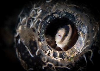 Tropical fish looking out of a glass bottle