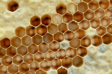 Macro of honeycomb, Background hexagon texture,