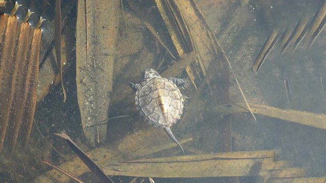 little tortoise after hatched from egg and reached reservoir. Top view of reptile in water, daphnia swim under water