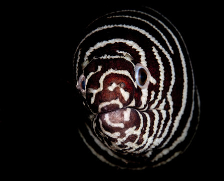 Zebra moray eel with black background - Gymnomuraena zebra