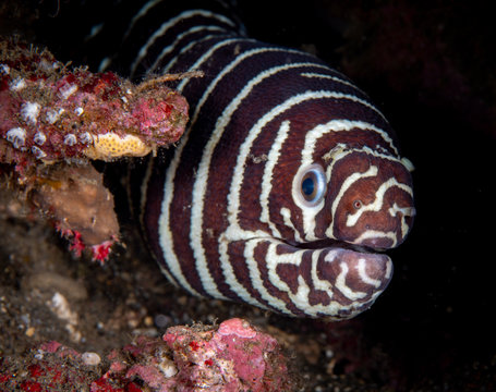 Zebra moray eel with black background - Gymnomuraena zebra