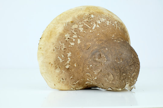 Birch polypore mushroom Isolated on a white background, sicentific name Fomitopsis betulina