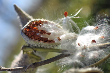 Seeds Bursting Free
