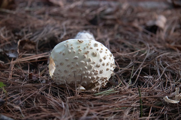 white mushroom on the ground