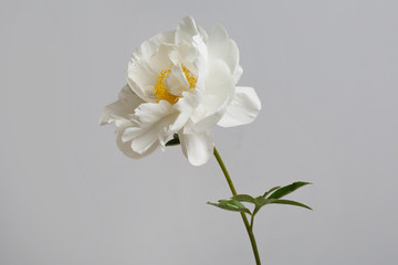 Fototapeta na wymiar Tender white peony flower isolated on gray background.
