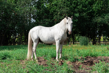 Obraz na płótnie Canvas White lipizzaner stallion standing in the pasture.