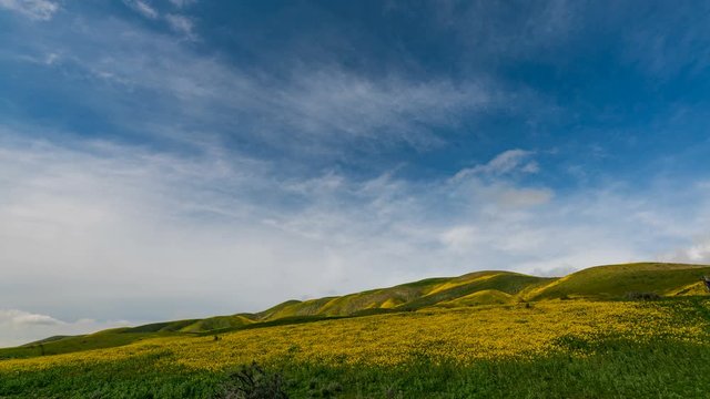 Timelapse Mid Shot of Desert Gold Super Bloom in Carrizo Plain, California