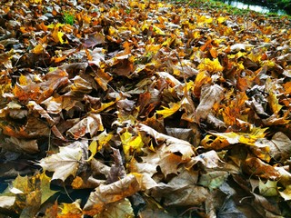 Autumn leaves Close up. Fall Forest trees. Nature background.
